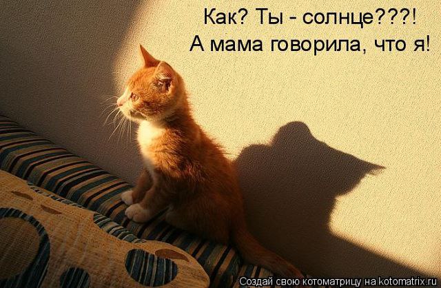 кошка ловит солнечный зайчик кошка ловит солнечный зайчик