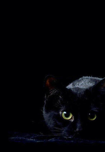 Black Cat (@blackcat131) — моя фотография № 22