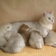 Клуб для всех любителей кошек