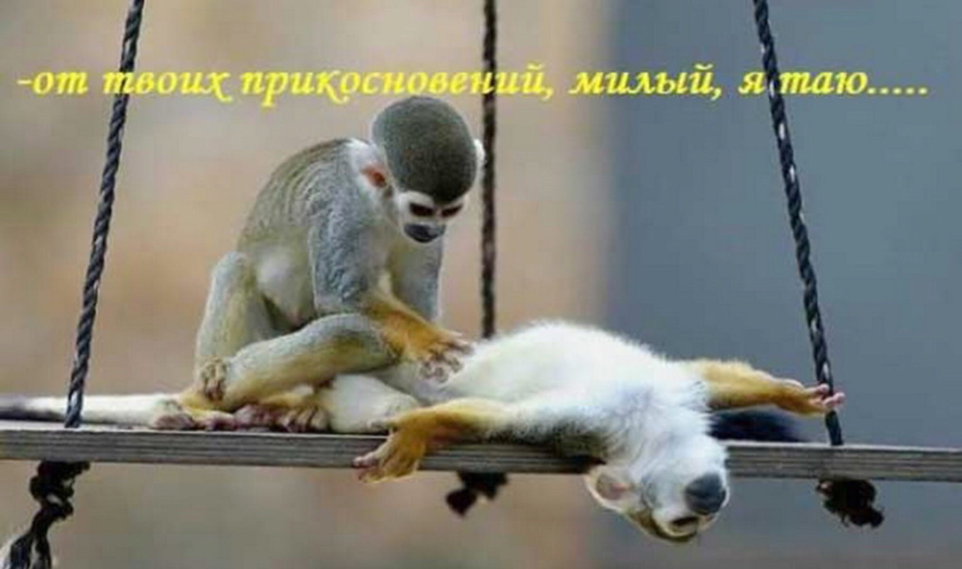 Прикольные поздравления массажистке Прикольные поздравления массажистке
