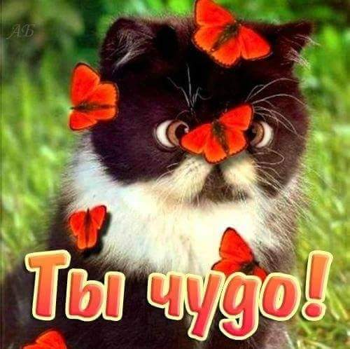 Моё чудо открытка