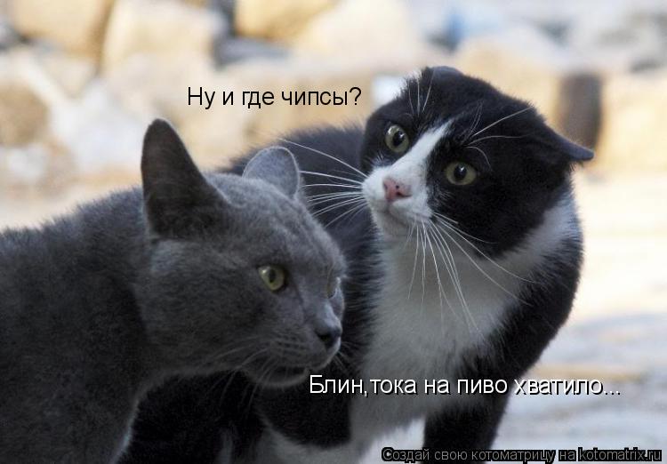 Как сделать так чтобы тебя полюбила кошка