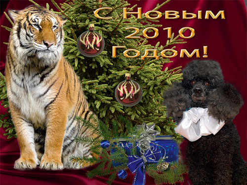 Лучшее Новогоднее Музыкальное Видео Поздравление С Тигром