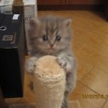 КОШКИ НАШИ ЛЮБИМЫЕ