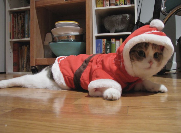 Костюм коту на новый год своими руками Костюм коту на новый год своими руками