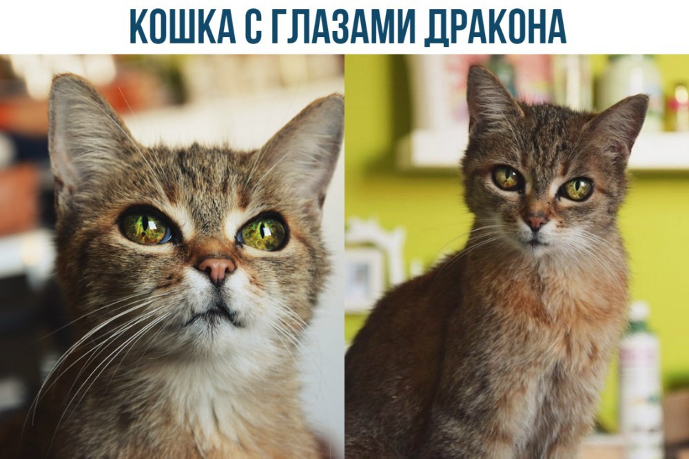 Администрация воронеж конкурсы Администрация воронеж конкурсы
