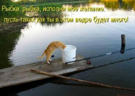 Комментарии 24 хвоста могут удивлять вас 24 часа в сутки