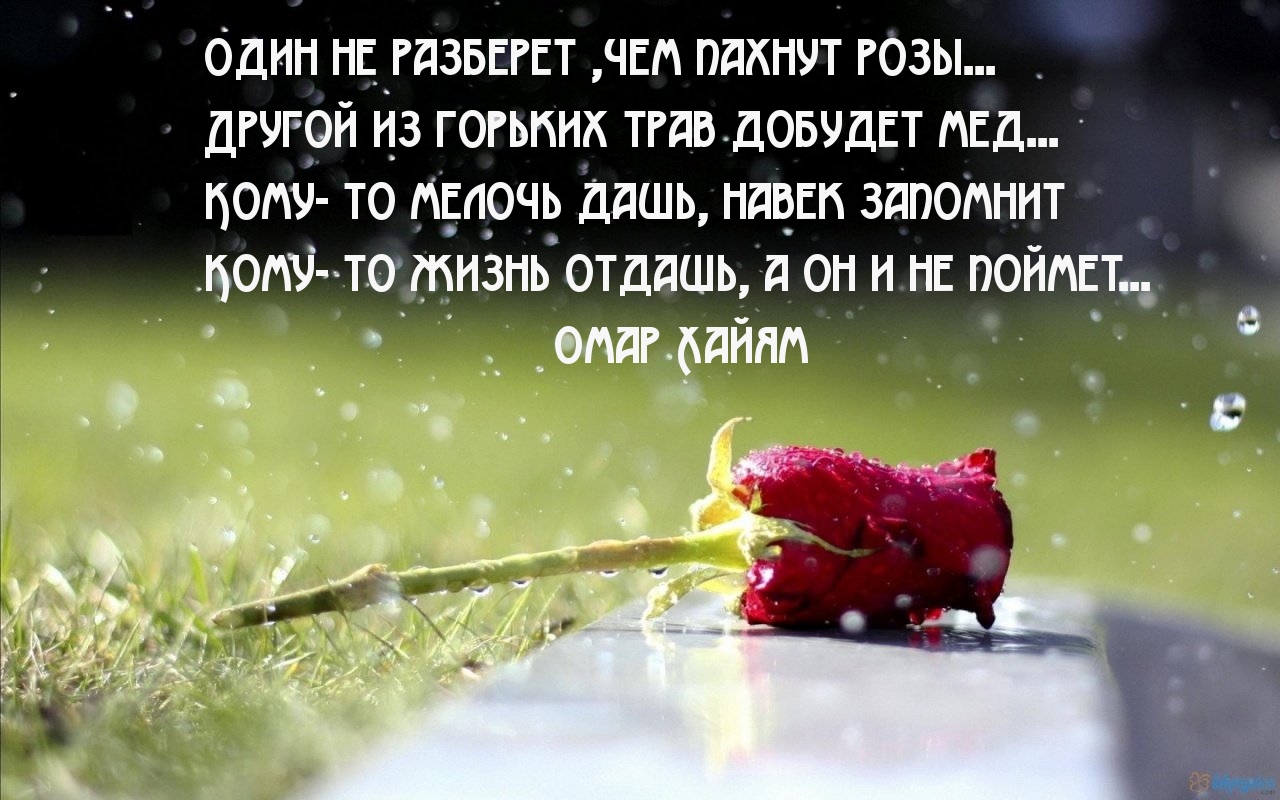 Цитаты о шиповнике Цитаты о шиповнике
