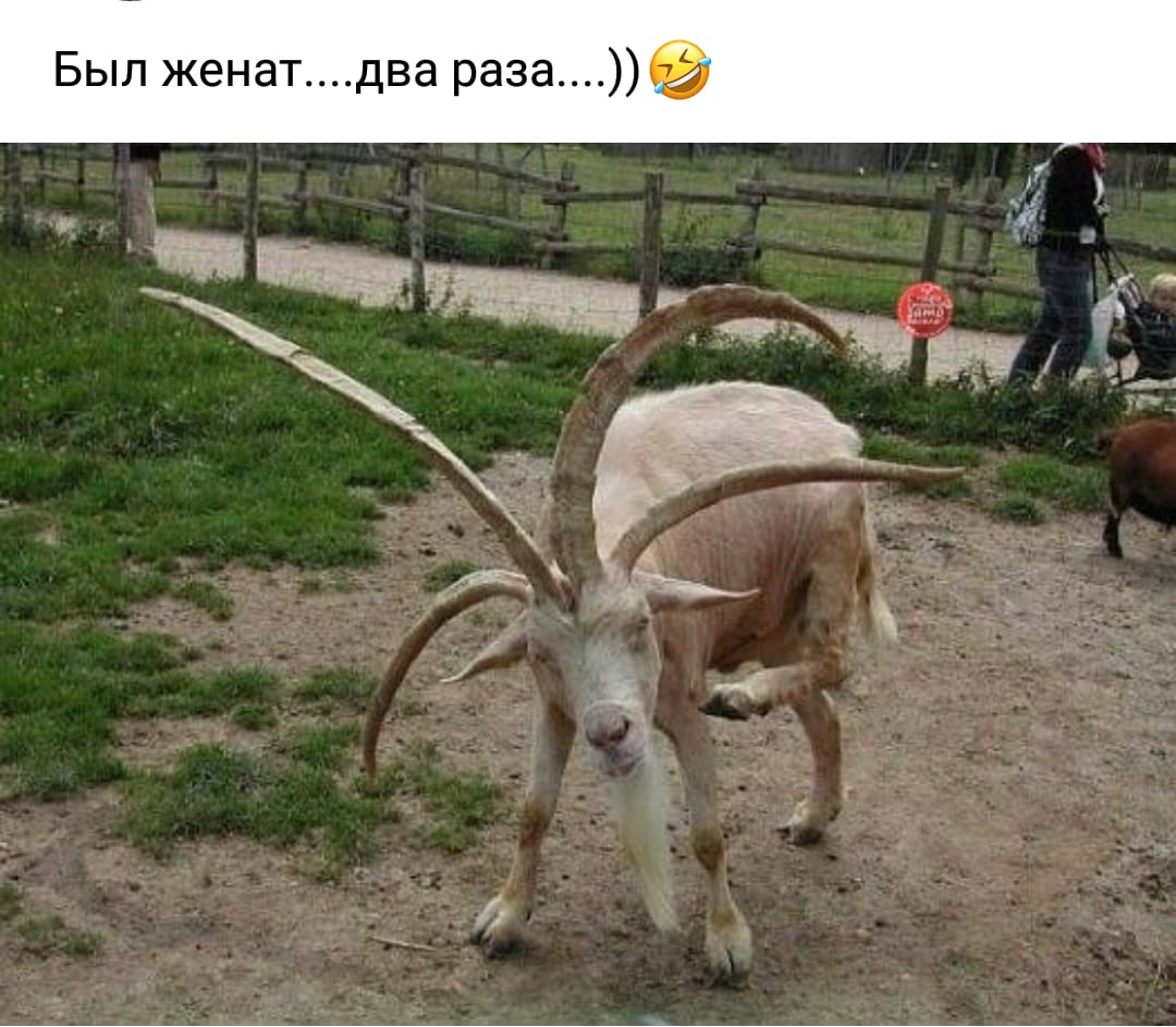 Коза была у попа