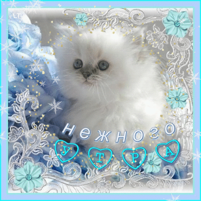 Картинки удачного дня любимый нежный котенок мой, добра