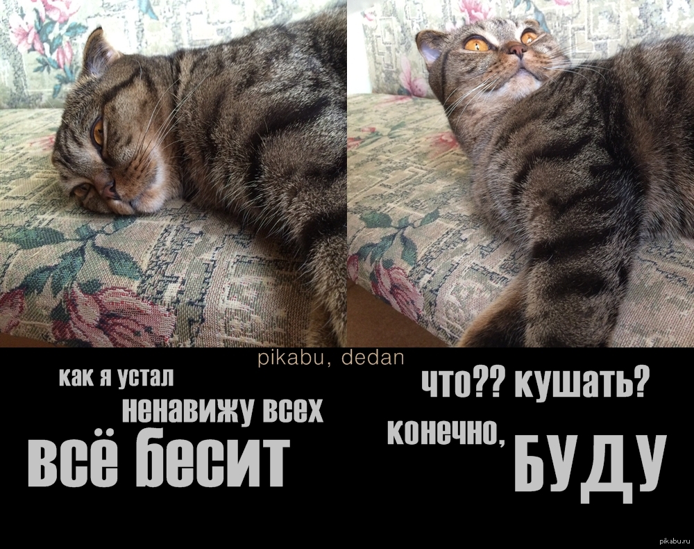 Смешные картинки когда все бесит и раздражает, приглашения день