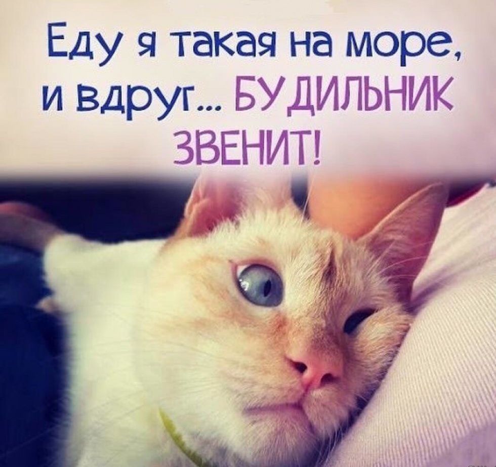 Доброе утро всем кроме тех кто на море картинка, открытки новогодними поздравлениями