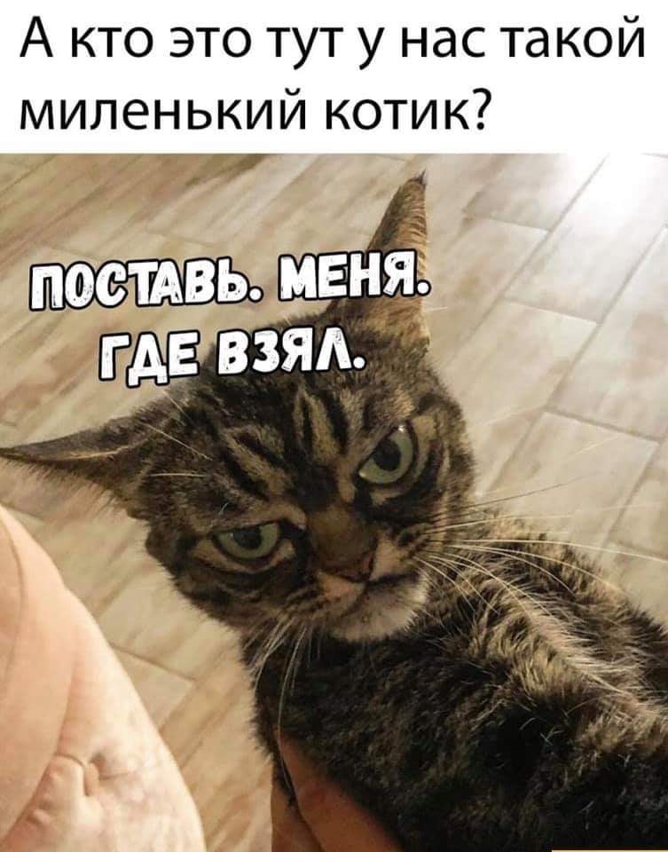 Мемы с котами картинки с надписями 2019