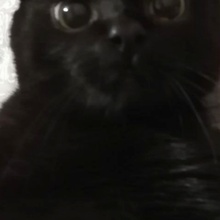 Котизм как хобби