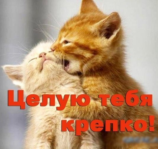 Целую и люблю открытка