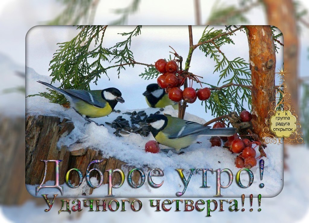 Смешные коты, открытки с добрым четвергом зимним