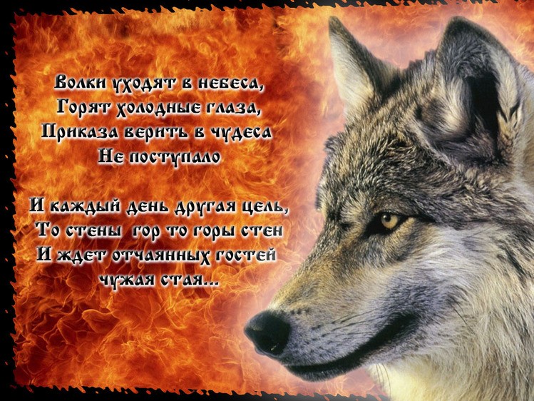 Стихами маме, красивые открытки с волками с цитатами